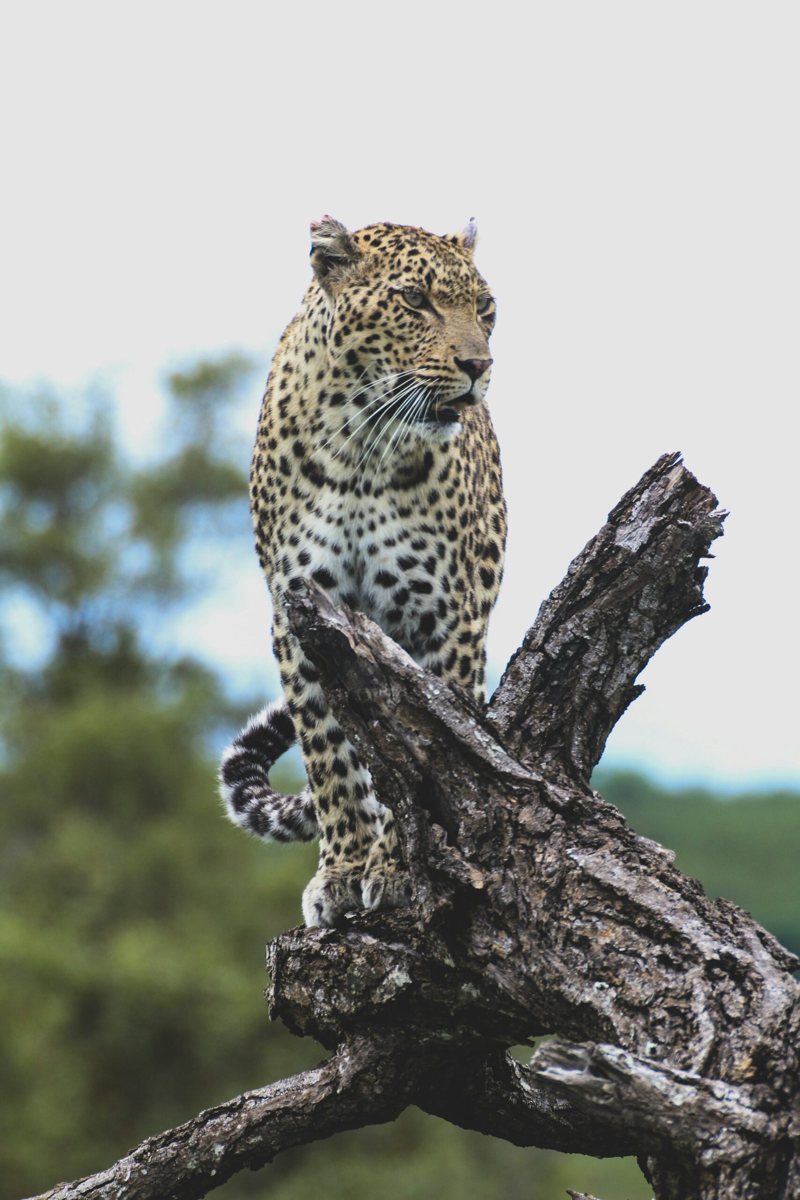 glen-carrie-esEB9BBsO4I-unsplash